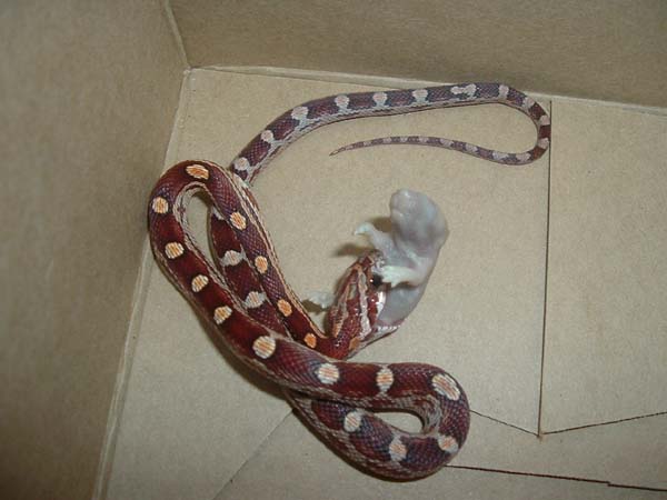 feeding2.jpg